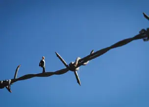 barbed-wire